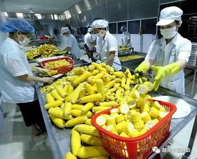 越南加強出口農產品檢疫以滿足歐盟市場新規定