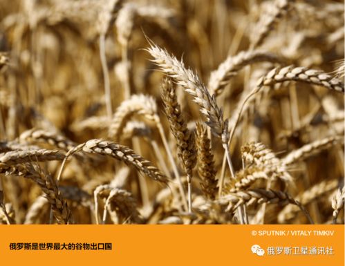 俄羅斯食品的生態性 驅動農產品出口的核心優勢