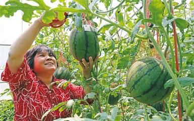 陜西農產品出口一季度實現51.9%高速增長