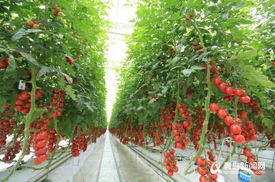 世界單體面積最大蔬菜花卉工廠在西海岸開建，引領農產品出口新篇章