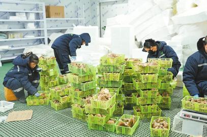 甘孜高原珍品，搶“鮮”出海揚帆