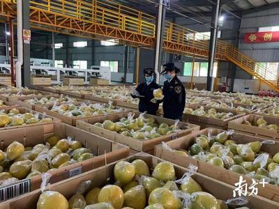 梅州八家種植場獲評省級出口示范基地，為山區農產品出山注入強勁動力