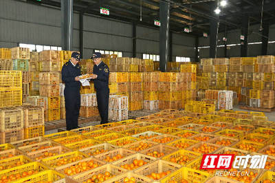 組圖 | 優服務暢通道，長沙海關全力護航特色農產品柑橘出口