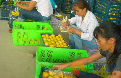 我省首個(gè)國(guó)家級(jí)出口食品農(nóng)產(chǎn)品安全示范區(qū)掛牌 農(nóng)產(chǎn)品出口邁上新臺(tái)階