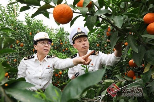 一季度云南外貿進出口總額同比增長59.7%，高原特色農產品暢銷“一帶一路”沿線國家